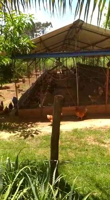 Produtora de Jardim Alegre investe na criação de galinhas caipiras produzindo sua própria ração