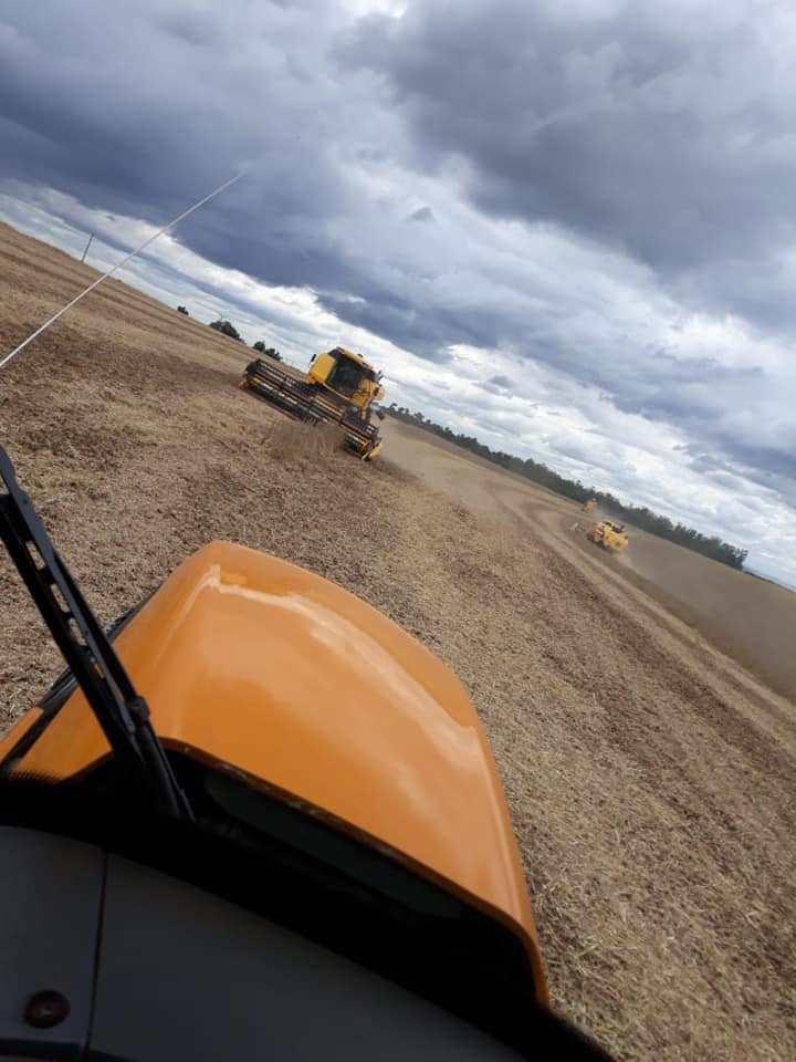 Agricultores Laurindo e macarrão a todo vapor fazendo as colheitas em nosso município