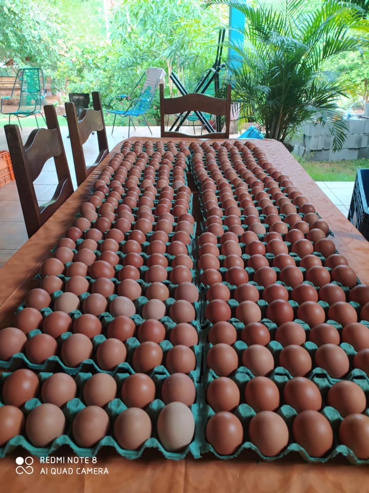 Produtora de Jardim Alegre investe na criação de galinhas caipiras produzindo sua própria ração