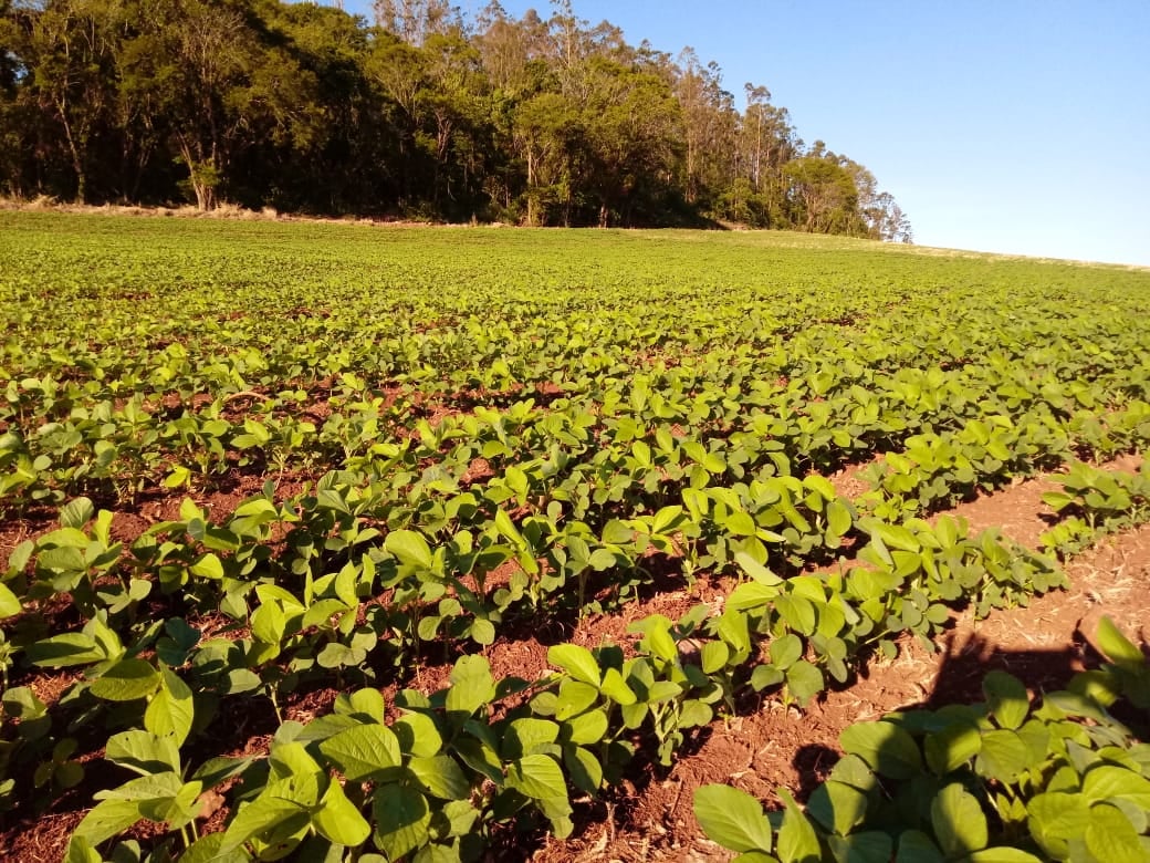 Plantações de soja no município Jardim Alegre