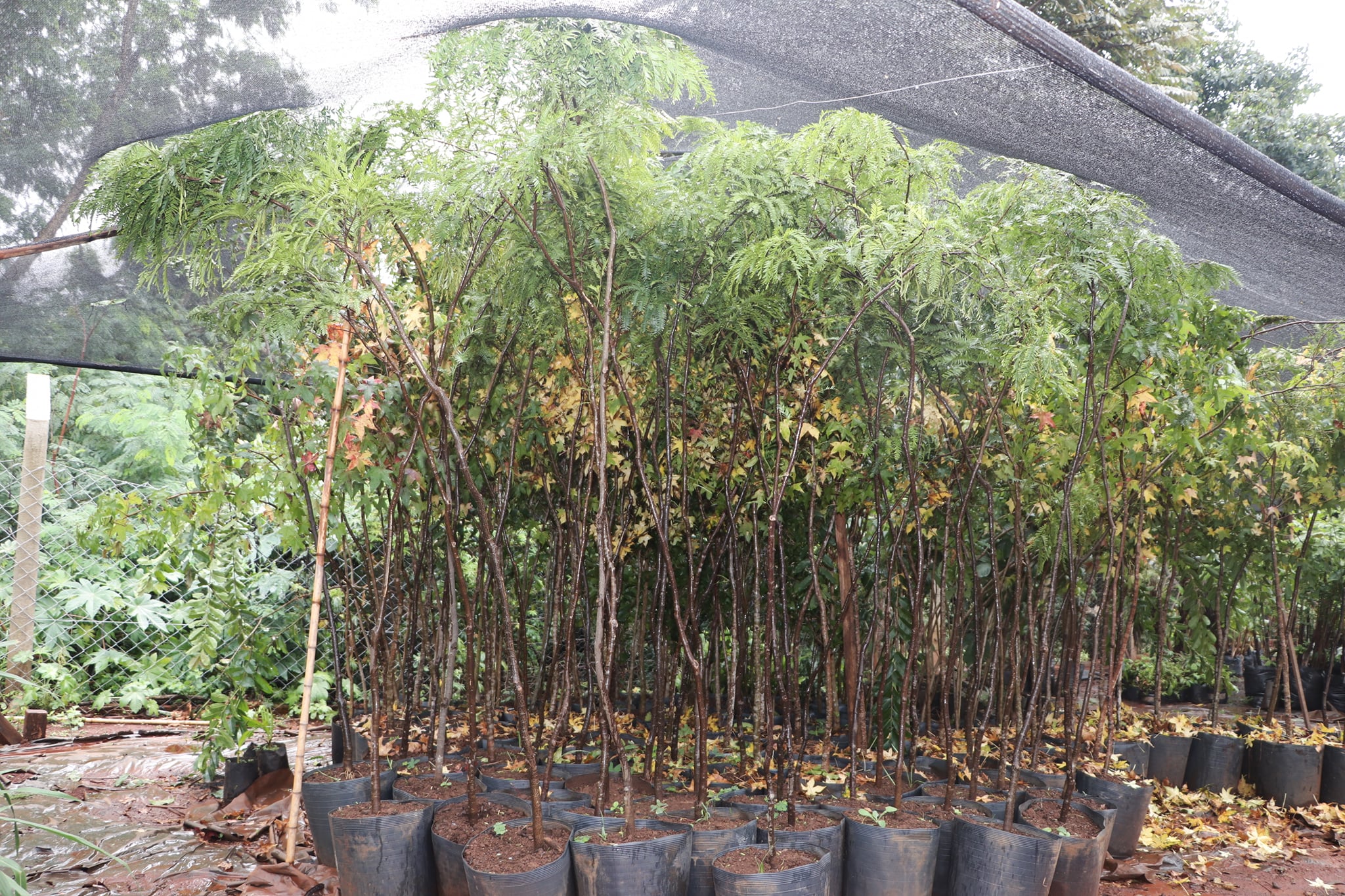 Plantio de mudas no Município de Jardim Alegre