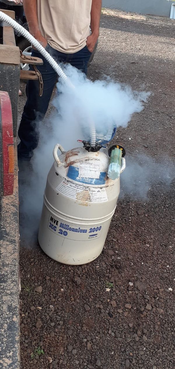 PREFEITURA DE JARDIM ALEGRE ABASTECE BOTIJÕES DE NITROGÊNIO LÍQUIDO PARA PRODUTORES