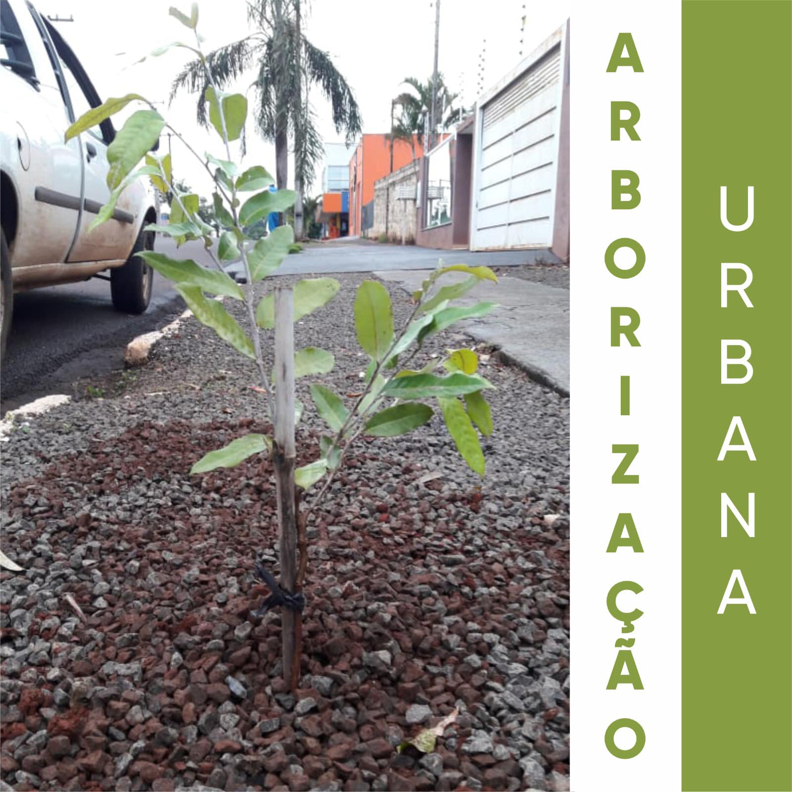 PLANO MUNICIPAL DE ARBORIZAÇÃO URBANA!