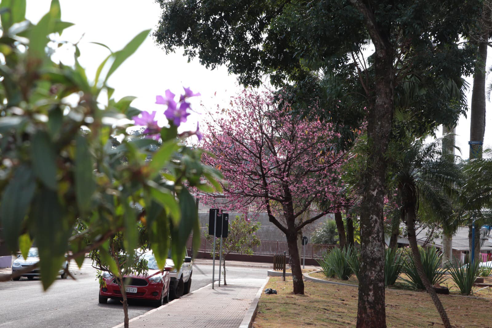 JARDIM ALEGRE