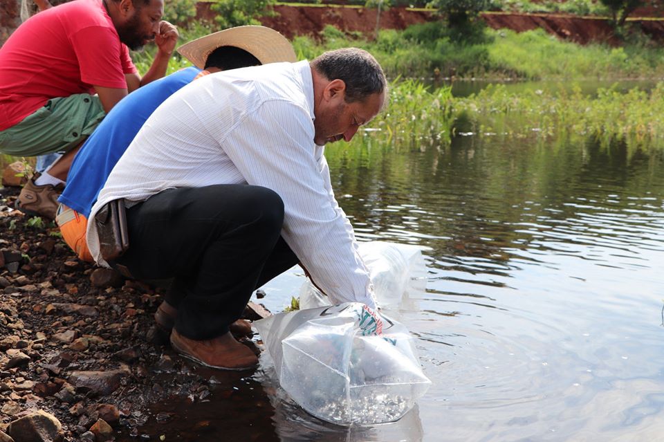Aproximadamente 4.000 peixes foram soltos no Lago Municipal de Jardim Alegre
