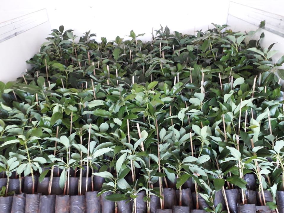 Sexta feira dia 6/12 a secretaria de agricultura irá receber os pedidos dos produtores interessados
