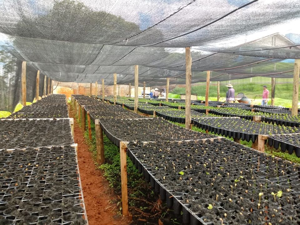 Viveiro comunitário de café começa a formar as mudas