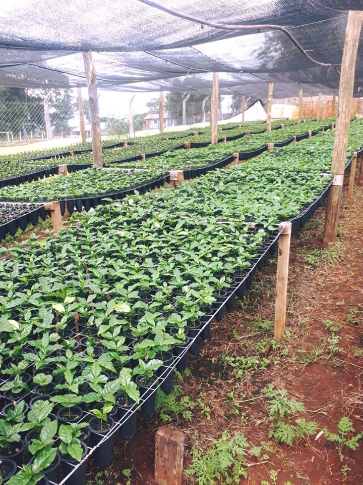 Mudas de Café do viveiro municipal recebem cuidados para seu desenvolvimento