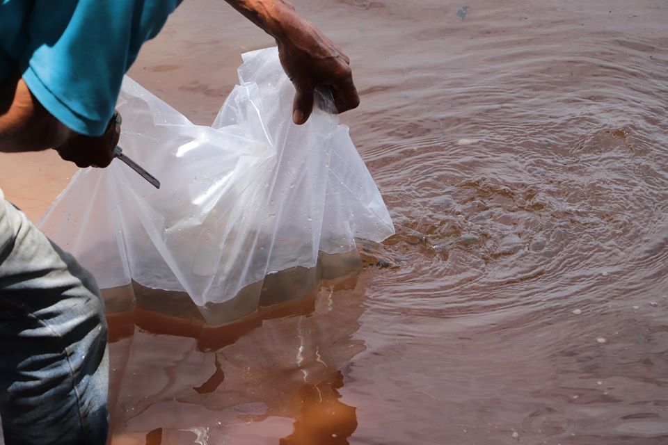 10 mil peixes são soltos no lago municipal