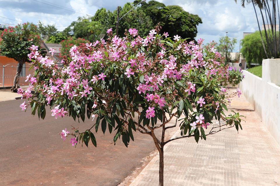 Vamos cuidar da nossa natureza