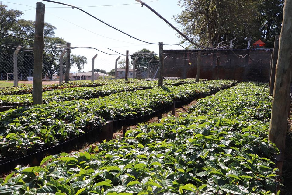 Começaram a ser entregues mudas de café para os produtores que foram inscritos no Viveiro Comunit